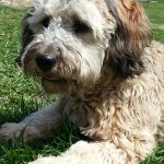 Meet " Ziggy ". Our handsome little man. Ziggy is a sable F1b English Mini Goldendoodle. He is 15 inches high and 35lbs., is parti factored, and carries phantom. He is health tested for hips, elbows, heart, eyes, DM, GRPRA1, GRPRA2, PRCD, Ich, MD, NEwS, vWD1, and OCD. His color code is BBEE, ay/at, ky/ky.