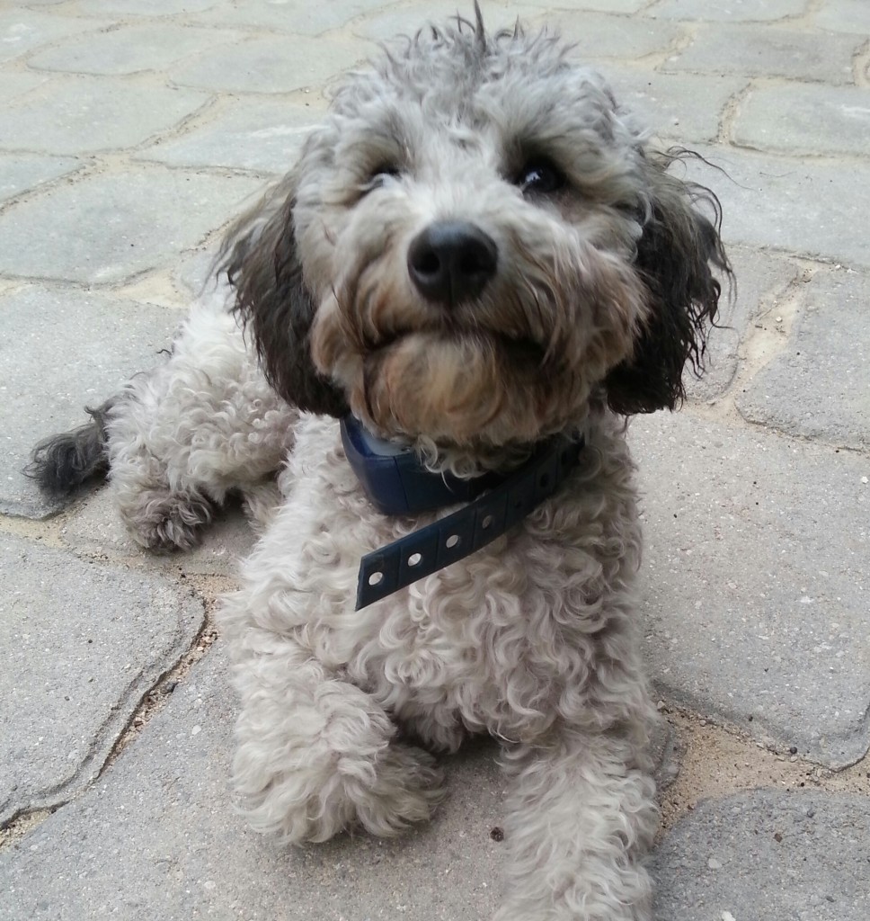 Meet " Ginny ". Our tiny little sweetheart. She is an F1b Petite Goldendoodle. She is 20lbs and stands 15 inches high. She is health tested for hips, elbows, patellas, heart, eyes, DM, GRPRA1, GRPRA2, PRCD, Ich, MD, NEwS, vWD1, and OCD. She is a rare silver sable, is parti factored, and her color code is BBEe.