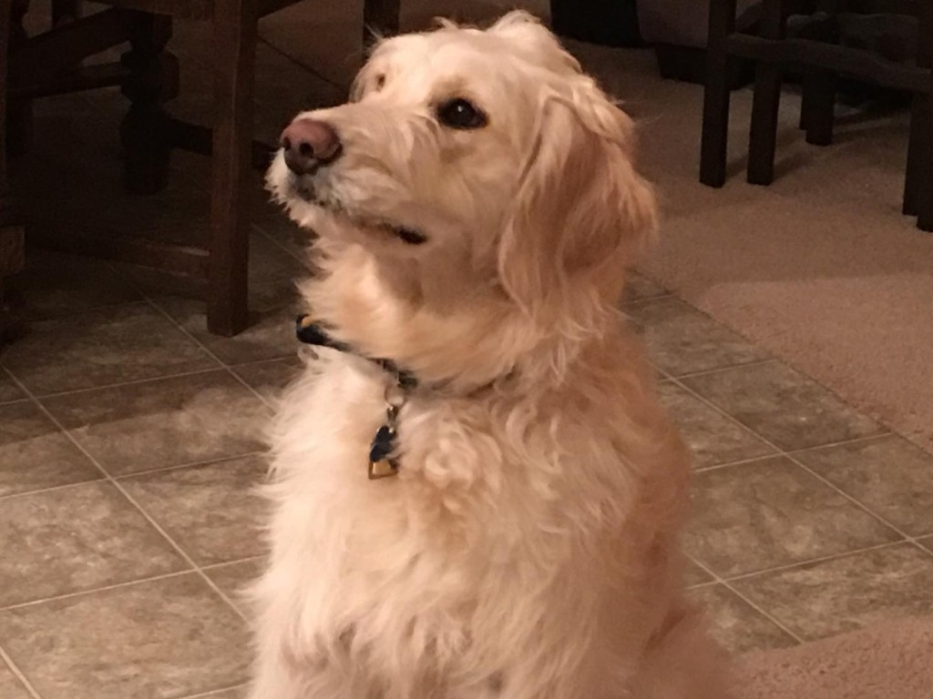 Meet Cedar Lake Doodles " Frankie ". She is an F2b English cream standard Goldendoodle. She is as sweet and laid back, as she is beautiful. She is 24 inches high and weighs 52lbs. She is health tested for hips, elbows, eyes, heart, patellas, DM, GRPRA1, GRPRA2, PRCD, Ich, NEwS, MD, and vWD1. Her color code is Bbee.