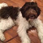 Meet Cedar Lake Doodles " Pixie ". She is a Multigen Medium chocolate and white Parti Goldendoodle. She is 22 inches high and 40lbs. and has mini and medium puppies in a variety of colors. Her color code is bbEe and she is health tested for hips, elbows, heart, patellas, eyes, DM, GRPRA1, GRPRA2, PRCD, Ich, MD, NEwS, and vWD1.