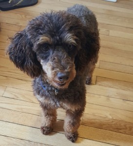 We are looking for a guardian home for this little girl. If you are interested, please let us know!!