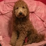 Meet " Ruby " of Farmer Doodles. She is a red multigen mini goldendoodle. She is 29lbs. and 18 inches high. We are so excited to have her. She is a sweet little mom who brings us puppies in shades of reds and apricots. She is health tested for hips, elbows, heart, eyes, patellas, DM, MD, Ich, GRPRA1, GRPRA2, PRCD, NEwS, and vWD1.