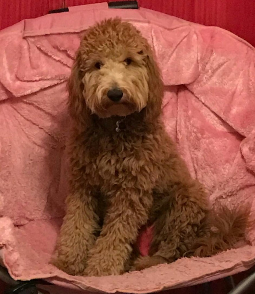 Meet " Ruby " of Farmer Doodles. She is a red multigen mini goldendoodle. She is 29lbs. and 18 inches high. We are so excited to have her. She is a future mom who will bring us puppies in shades of reds and apricots. She is health tested for hips, elbows, heart, eyes, patellas, DM, MD, Ich, GRPRA1, GRPRA2, PRCD, NEwS, and vWD1.