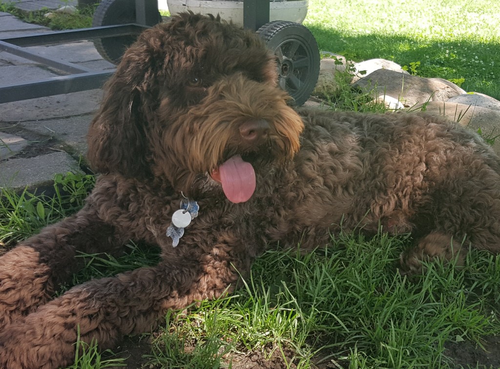 Meet Doodle Creek's " Guinness ". Guinness is a Mini English F1b Goldendoodle. He is our new little man, who will add a rainbow of colors to our future puppies. Including chocolates, partis, sables, and phantoms. He is ic clear and his color code is bbEE, at/a ky/kb. He is 27lbs. and 17 inches high. He is health tested for hips, elbows, heart, eyes, patellas, DM, MD, Ich, NEwS, GRPRA1, GRPRA2, PRCD, and vWD1.