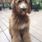 Meet Red Royal's Miss " Marley ". Marley is a F1b Red Standard Goldendoodle. She is a super laid back girl who gives us puppies in shades of red and apricot. She weighs 63lbs, is 26 inches high, and is also parti factored. She is health tested for hips, elbows, heart, eyes, patellas, DM,GM2, NEwS, OCD, PRCD,  vWD1, vWD2, SAN, GRPRA1, GRPRA2, Ich, and DEB.