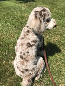 red merle goldendoodle