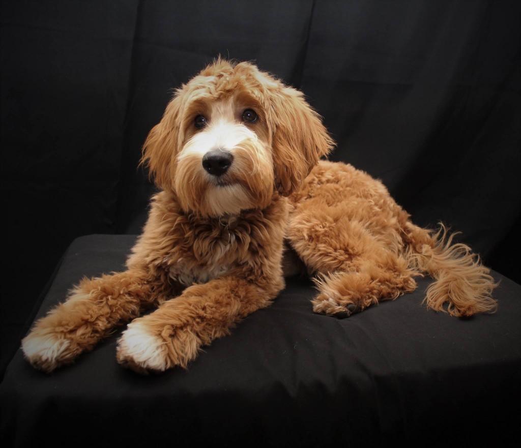 Meet DoodleDee's " Murphy ". He is an F1b English Mini Goldendoodle. He will bring us such fun mini sized puppies in shades of creams to reds. He is health tested for hips, elbows, heart, eyes, patellas, OCD, GM2, DM, GRPRA1, GRPRA2, PRCD, Ich, MD, NEwS, and, vWD1. His color code is BBee. He weighs 25lbs and stands 16 inches high.