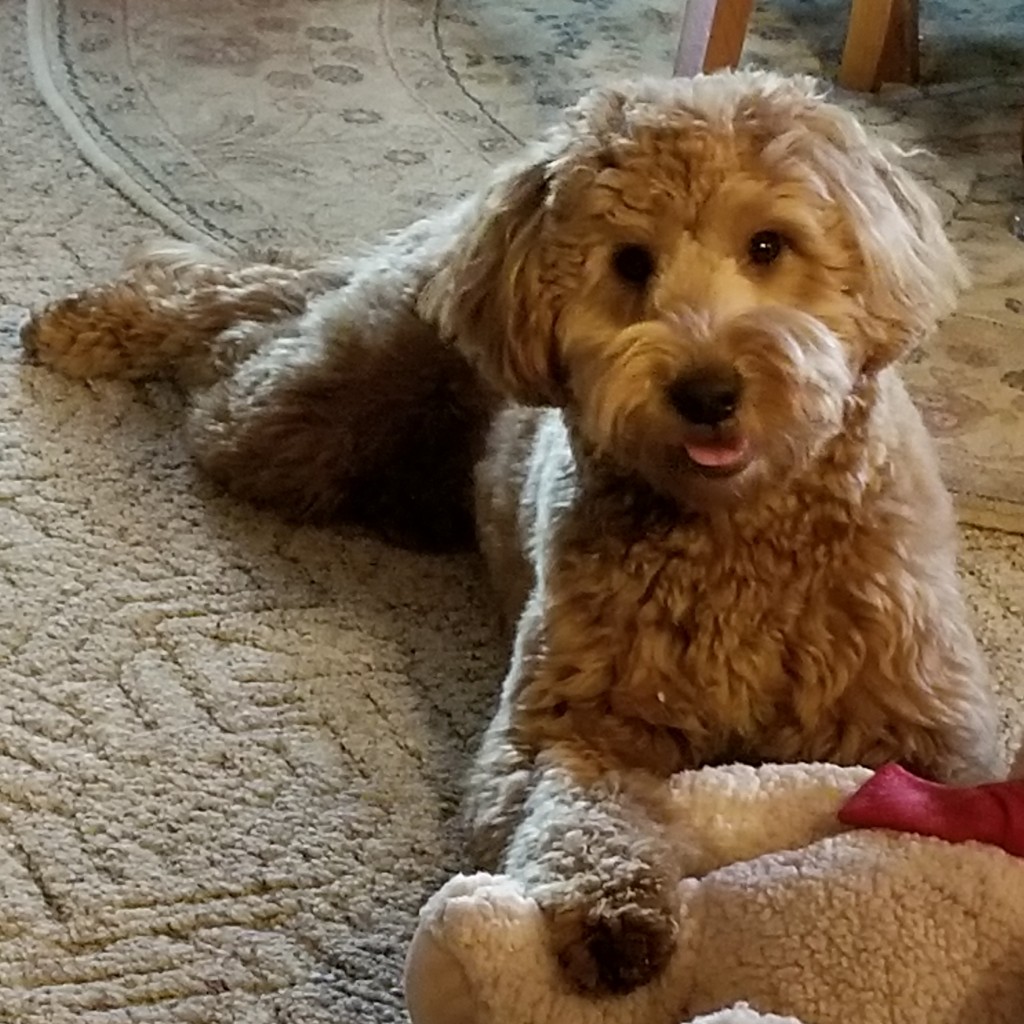 Meet "Siena" of Ryan's Goldens. Siena is a red F1 Mini Goldendoodle. She is a future mom that will give us beautiful red puppies, in a fun mini size. She is 16 inches high and weighs 26lbs. She is health tested for hips, elbows, heart, eyes, patellas, DM, GR-PRA1, GR-PRA2, Ich, MD, NEwS, prcd-PRA, and vWD1. Her color code is BBee.