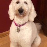 Meet Cedar Lake Doodles " Piper ". She is a Multigen English cream standard Goldendoodle. She is a wonderful mom who gives us big, gorgeous, English cream puppies with very laid back temperaments. She is health tested for hips, elbows, heart, patellas, eyes, DM, GRPRA1, GRPRA2, PRCD, Ich, MD, NEws, and vWD1. She is 55lbs and 27 inches high.