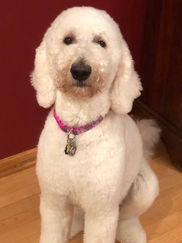 Meet Cedar Lake Doodles " Piper ". She is a Multigen English cream standard Goldendoodle. She is a wonderful mom who gives us big, gorgeous, English cream puppies with very laid back temperaments. She is health tested for hips, elbows, heart, patellas, eyes, DM, GRPRA1, GRPRA2, PRCD, Ich, MD, NEws, and vWD1. She is 55lbs and 27 inches high.