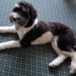 Meet Cedar Lake Doodles "Amber". Amber is a Mini English Multigen Goldendoodle. She is a phantom tuxedo who will have a rainbow of colors and patterns in her puppies. She is 17 inches high and 24lbs., BbEE, kyky atat. She is health tested for hips, elbows, heart, eyes, patellas, DM, GR-PRA1, GR-PRA2, Ich, MD, NEwS, prcd-PRA, and vWD1.