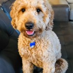 Meet "Siena" of Ryan's Goldens. Siena is a red F1 Mini Goldendoodle. She is a future mom that will give us beautiful red puppies, in a fun mini size. She is 16 inches high and weighs 26lbs. She is health tested for hips, elbows, heart, eyes, patellas, DM, GR-PRA1, GR-PRA2, Ich, MD, NEwS, prcd-PRA, and vWD1. Her color code is BBee.