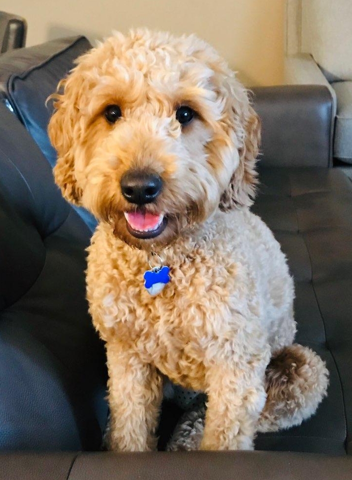 Meet "Siena" of Ryan's Goldens. Siena is a red F1 Mini Goldendoodle. She is a future mom that will give us beautiful red puppies, in a fun mini size. She is 16 inches high and weighs 26lbs. She is health tested for hips, elbows, heart, eyes, patellas, DM, GR-PRA1, GR-PRA2, Ich, MD, NEwS, prcd-PRA, and vWD1. Her color code is BBee.