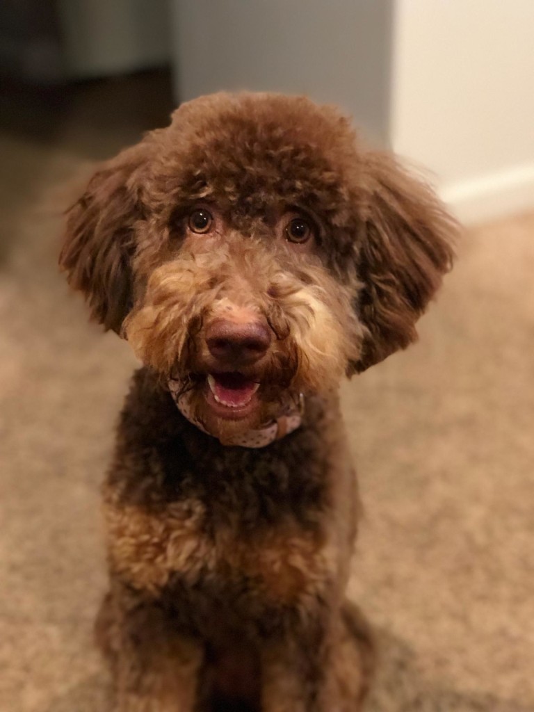 Meet Candy Doodles Sweet "Reece's". Reece is a mini multigen chocolate phantom goldendoodle. She will give us amazing mini puppies in all colors and patterns. She is 29lbs. and 17 inches high. Her color code is bbEe, atat, kyky,. She is health tested for hips, elbows, heart, eyes, patellas, DM, Ich, GR-PRA1, GR-PRA2, NEwS, prcd-PRA, vWD1, and vWD2.