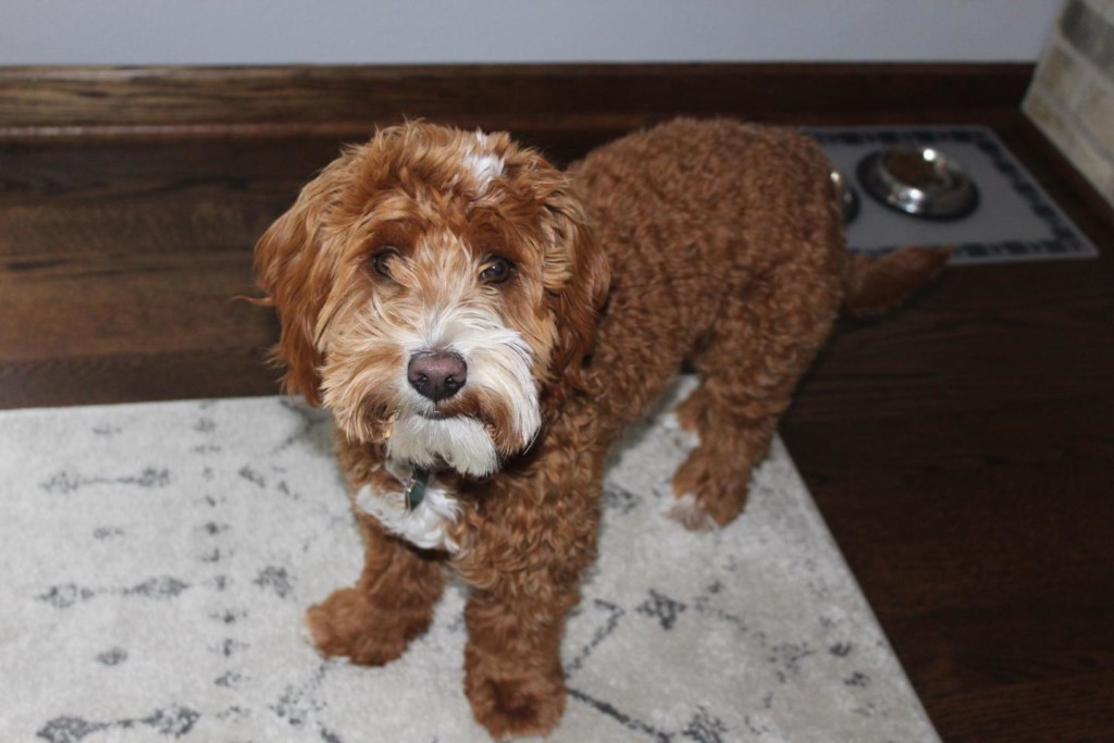 Meet Blessed Day Doodles " Radda ". Radda is a petite red abstract goldendoodle. He is a future stud who will bring us petite and mini puppies. We are very excited to have him join the Cedar Lake Doodles family. He is 15lbs. and 14 inches high. He is health tested for hips, elbows, heart, eyes, patellas, DM, MD, GR-PRA1, GR-PRA2, PRA-PRCD, Ich, NEwS, and vWD1. His color code is BBee.