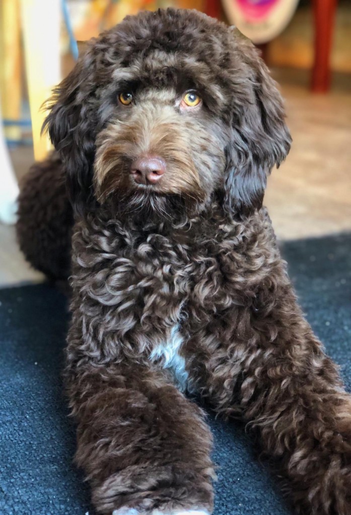 Meet Cedar Lake Doodles "Kona". Kona is Mini English Multigen Goldendoodle. She is a beautiful wavy chocolate abstract. She gives us sweet little chocolate puppies. Her color code is bbEE. She is !8 inches high and 25lbs. She is health tested for hips. elbows, heart, eyes, patellas, DM, MD, Ich, prcd-PRA, GR-PRA1, GR-PRA2, vWD1, and NEwS.