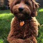 Ralph is a mini red goldendoodle.