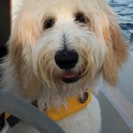 Aria is an English cream standard goldendoodle.