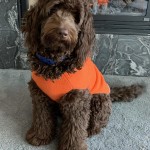 Meet Goldendoodles by Ellie's sweet little " Maui ". Maui is a Medium Multigen English Goldendoodle. She is has the sweetest chocolate babies. Her color code is bbEe, kykb, ata.  She is 20 inches high and 40lbs. She is health tested for hips, elbows, eyes, heart, patellas, DM, MD, Ich, prcd-PRA, GR-PRA1, GR-PRA2, vWD1, and NEwS.