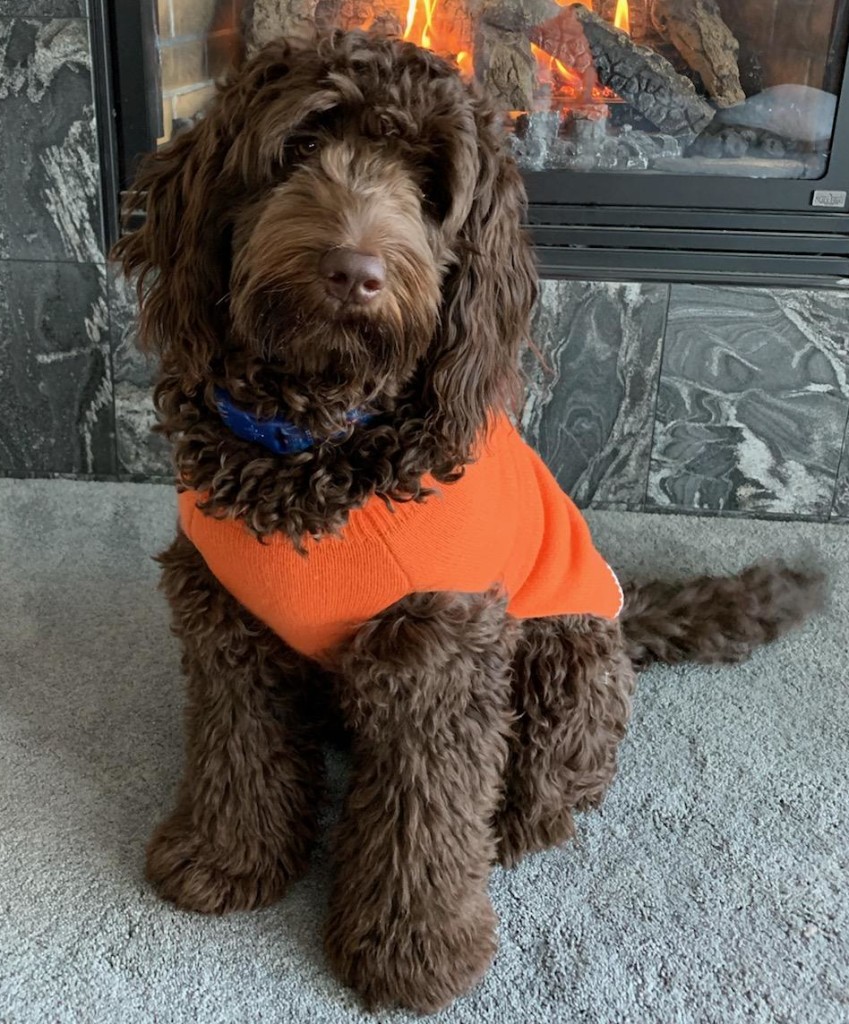 Meet Goldendoodles by Ellie's sweet little " Maui ". Maui is a Medium Multigen English Goldendoodle. She is has the sweetest chocolate babies. Her color code is bbEe, kykb, ata. She is 20 inches high and 40lbs. She is health tested for hips, elbows, eyes, heart, patellas, DM, MD, Ich, prcd-PRA, GR-PRA1, GR-PRA2, vWD1, and NEwS.