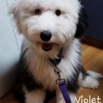 Meet GVD's "Violet". Violet is an Old English Sheepdog and will be a future mom for our mini Sheepadoodles. She is 39lbs, 20 inches high, and health tested for hips, elbows, heart, eyes, patellas, DM, EIC, MDR1, and PCD. Her color code is atat kykb.