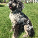 Meet Cedar Lake Doodles " Ashes ". Ashes is a English Multigen Mini Goldendoodle. She is a beautiful blue merle who will give us puppies of every color and pattern. She is atat kykb BbEE, 29lbs, 17 inches high, and health tested for hips, elbows, heart, eyes, patellas, DM, GR-PRA1, GR-PRA2, Ich, MD, NEwS, prcd-PRA, and vWD1.