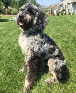 tri colored goldendoodle