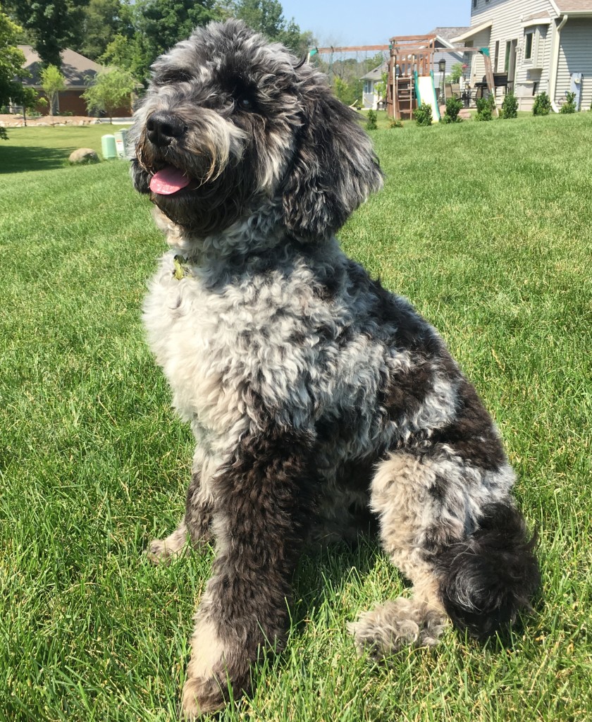 Meet Cedar Lake Doodles " Ashes ". Ashes is a English Multigen Mini Goldendoodle. She is a beautiful blue merle who will give us puppies of every color and pattern. She is atat kykb BbEE, 29lbs, 17 inches high, and health tested for hips, elbows, heart, eyes, patellas, DM, GR-PRA1, GR-PRA2, Ich, MD, NEwS, prcd-PRA, and vWD1.