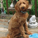 Riley is a mini red goldendoodle.