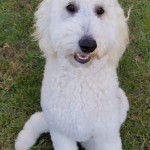 Ginger is a English cream standard goldendoodle.