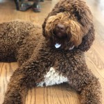 Benson is an English chocolate standard goldendoodle.
