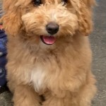 Halo is a petite apricot goldendoodle.
