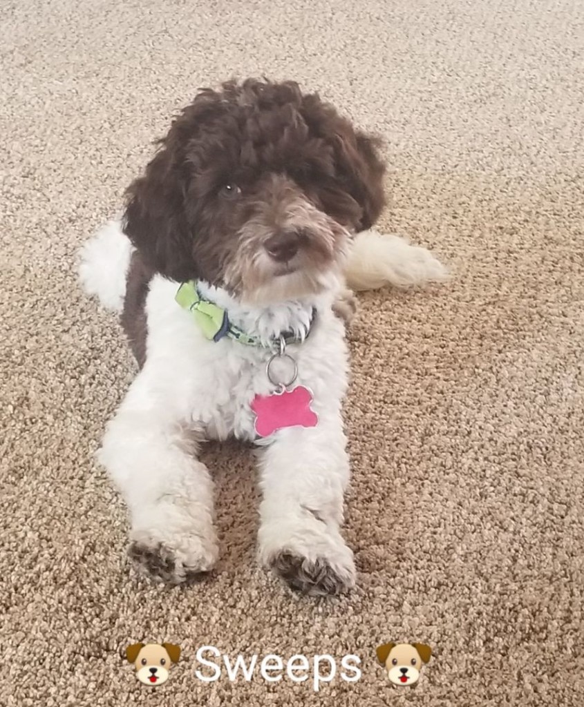 Swee' Pea (Sweeps) is a borrowed stud from Midwest Labradoodles. He is a petite chocolate parti ALD. Thank you Nicole for allowing us to borrow this sweet little man.