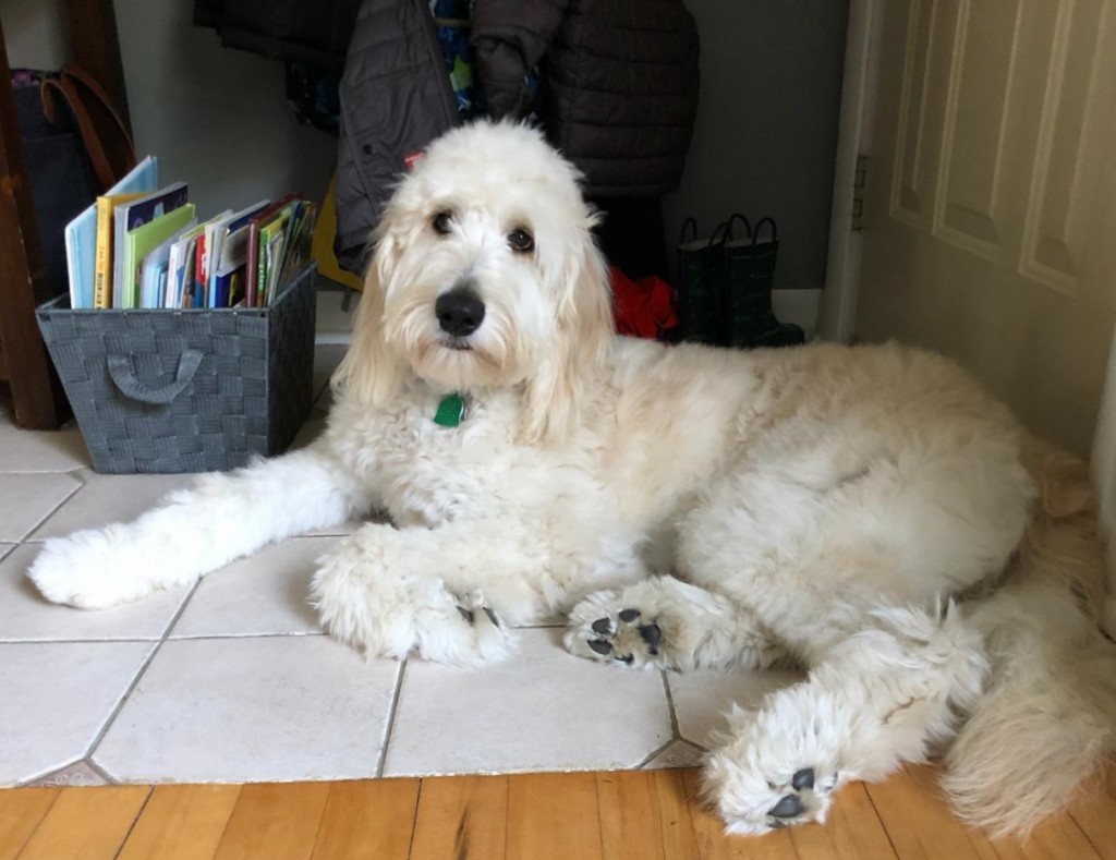 Meet Cedar Lake Doodles " Harper ". Harper is a medium English Multigen Goldendoodle. She is a future mom that will bring us super calm and sweet babies. She is 42lbs and is 23 inches high. She is health tested for hips, elbows, heart, eyes, patellas, DM, GR-PRA1, GR-PRA2, Ich, MD, NEwS, prcd-PRA, vWD1. Her color code is BBee.