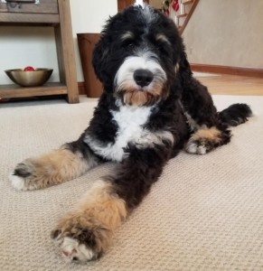 Meet Wolf River's " Juno ". Juno is a Standard Bernedoodle. She is a future mom of our medium or standard bernedoodle puppies. She is 25 inches high, 78lbs, and health tested for hips, elbows, heart, eyes,  patellas, and DNA health tested.
