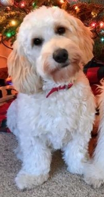 Abby is a mini English cream goldendoodle.