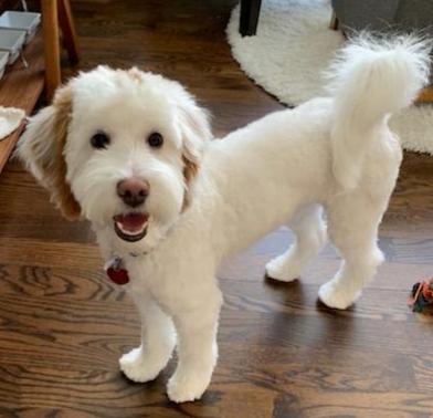 Meet Cedar Lake Doodles " Mac ". Mac is a multigen mini red and white parti goldendoodle. He is a sweet little man who will bring us a variety of colors and patterns. He is 16 inches high and 18lbs. He is health tested for hips, elbows, heart, patellas, CDDY, CDPA, DM, GR-PRA1, GR-PRA2, Ich, MD, NEwS, prcd-PRA, and vWD1. His color code is Bbee.  (He is not available for stud)