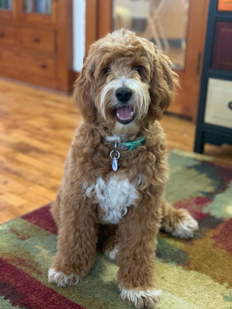 Meet Cedar Lake Doodle's " Cricket ". Cricket is a Mini Multigen Goldendoodle. She is a daughter of Ruby, so I'm sure we will see some very sweet puppies from her. She is 18 inches high, 30lbs, and health tested for hips, elbows, heart, eyes, patellas, DM, GR-PRA1, GR-PRA2, Ich, MD, NEwS, prcd-PRA, vWD1, CDDY, and CDPA.