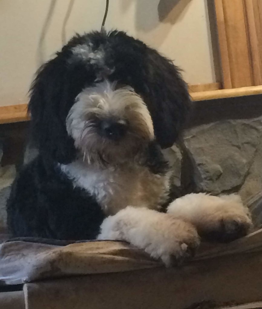 Walter is a borrowed stud from Goldendoodles by Ellie. He is a 45lb, health tested sheepadoodle. Thank you Ellie for allowing us to use this sweet boy.