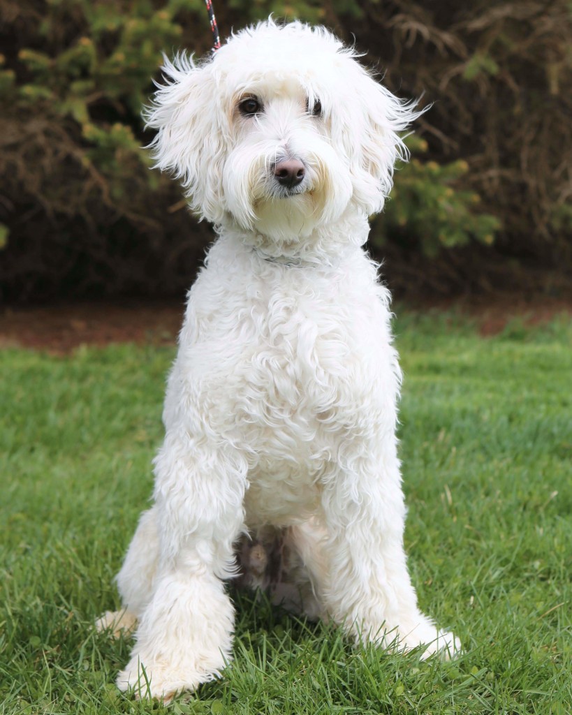 Lewis is a white mini goldendoodle.