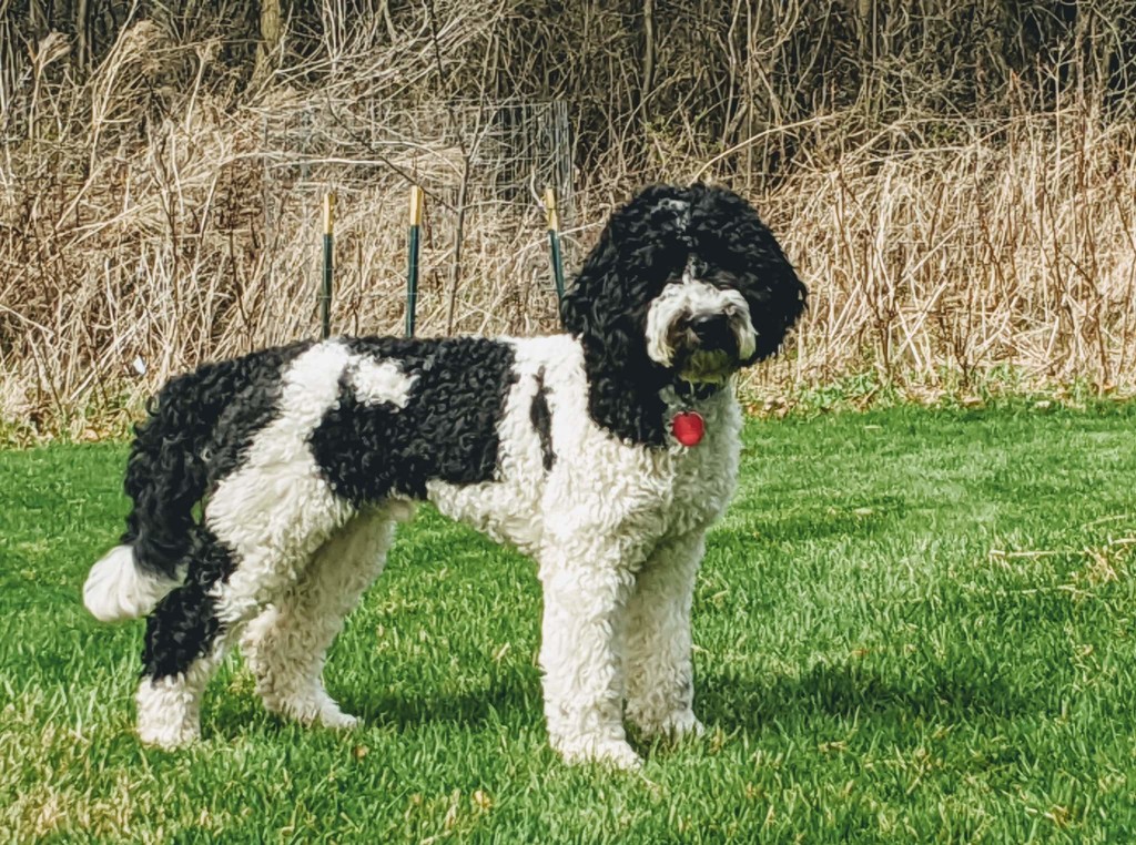 Truman is a mini black and white goldendoodle.
