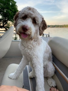 Meet Cedar Lake Doodles " Madison ". Madison is a Mini Multigen Chocolate and white parti Goldendoodle. She will be a future mom to some very cute parti pups. She is 18 inches high, 29lbs, and health tested for hips, elbows, heart, eyes,  patellas, DM, GR-PRA1, GR-PRA2, Ich, MD, NEwS, prcd-PRA, vWD1, CDDY, and CDPA,