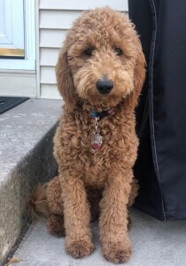 Meet Cedar Lake Doodles " McKensie ". McKensie is a multigen mini goldendoodle. She is a future mom and daughter of Ruby, so we know that she will have sweet and beautiful babies. She is completely health, coat, and color tested.