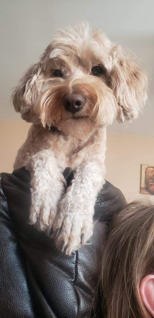 Milo is a borrowed stud from Brewer's Goldendoodles. He is 20lbs and health tested. Thank you Andrea for letting us use this cute little man.