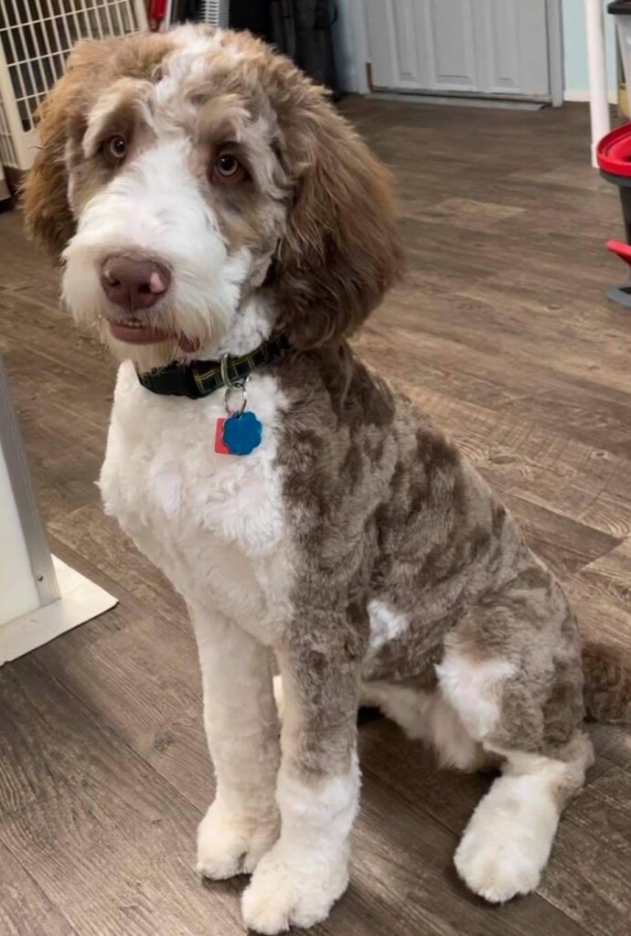 Meet Cedar Lake Doodles "Rita". Rita is a Chocolate Tri Standard Golden Bernedoodle. She is going to be a future mom to some very beautiful bernedoodle babies. She is completely health, coat, and color tested.