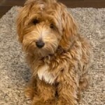 Chester is a petite goldendoodle.