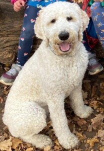 Meet AKA's "Rico". Rico is a Standard English Cream Goldendoodle and the son of our sweet Cosmo. We are so thrilled to add this boy to the CLD family!!  He is completely health, coat, and color tested.