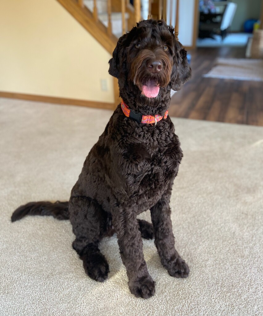 Meet Doodles of the Valley "Lani". Lani is a Standard Multigen Double Doodle. This beautiful chocolate girl is going to have the calmest, sweetest pups. She is completely health, coat, and color tested.