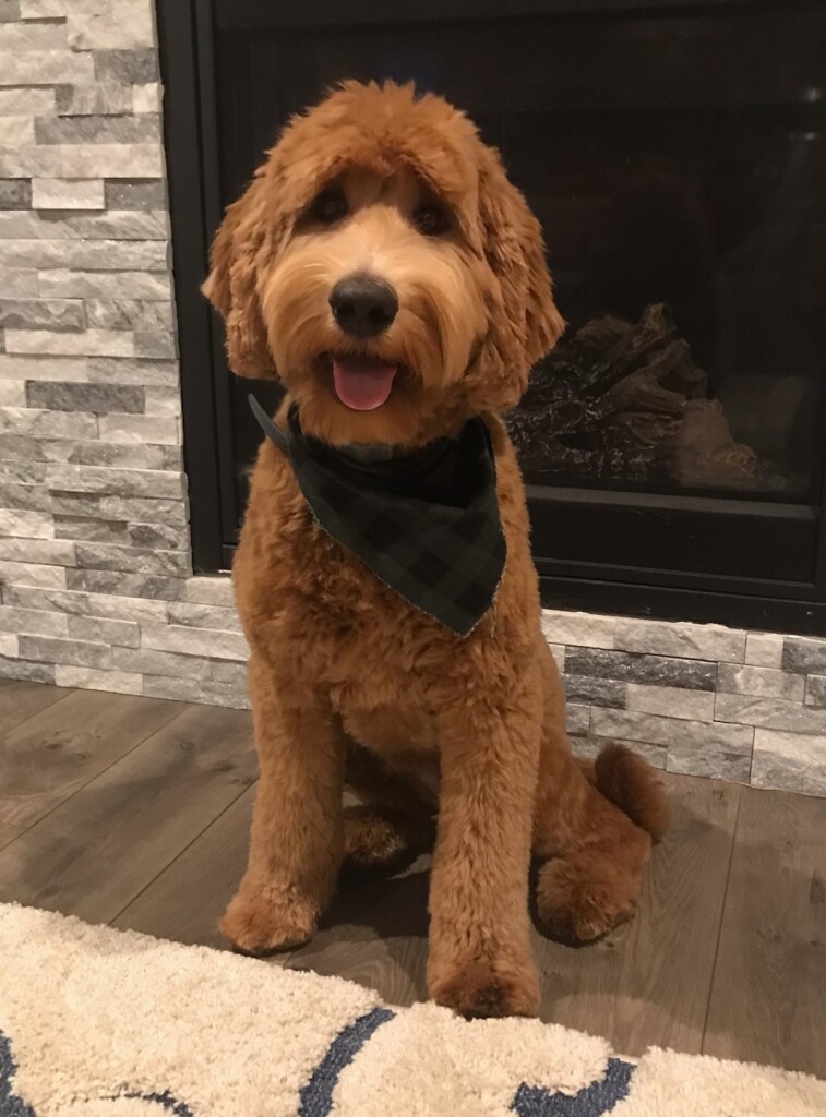 Meet Cedar Lake Doodles "Raeni". Raeni is a Multigen Standard Goldendoodle. She is a future mom who will have beautiful and sweet puppies like her mom Marley. She is completely health, coat, and color tested.
