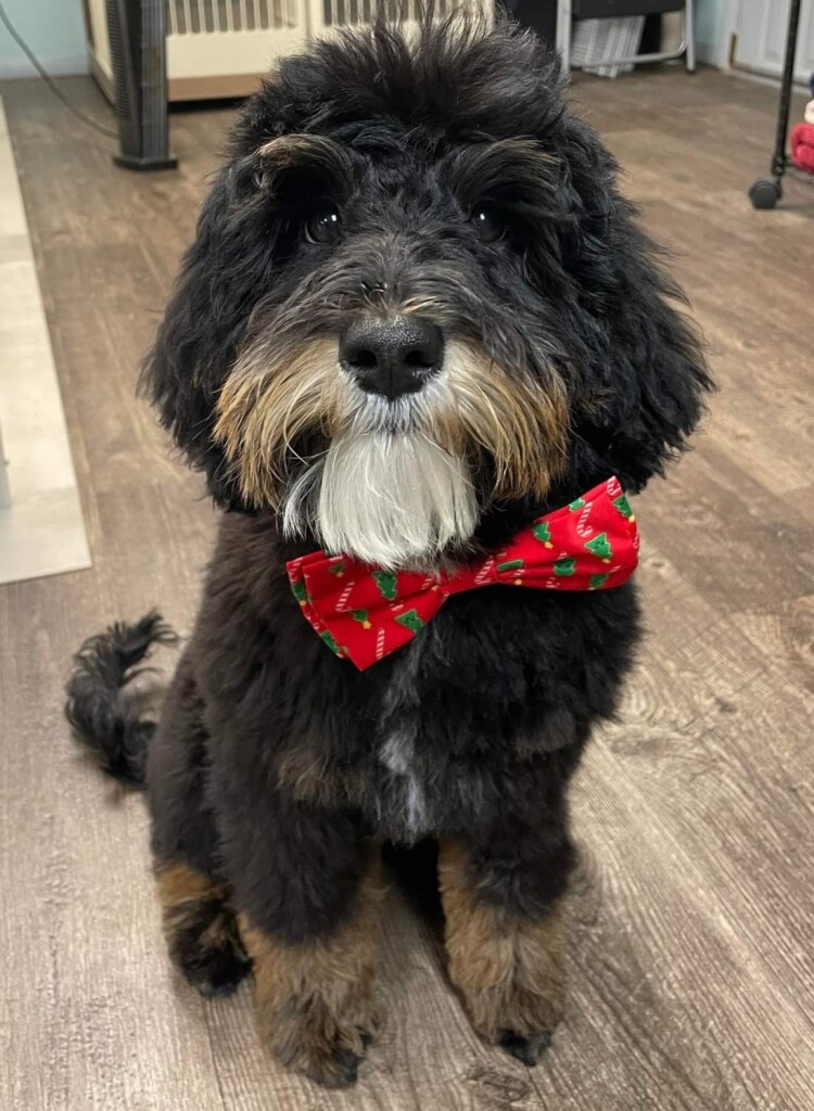 Meet Cedar Lake Doodles " Ellis ". Ellis is a Petite Multigen Bernedoodle. We are so excited to see what cute little Bernedoodles he will be father to! He is completely health, coat, and color tested.